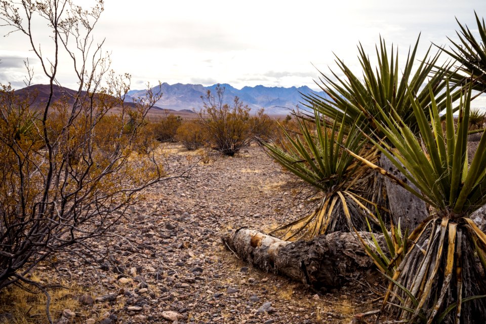 Pahrump Valley Wilderness photo