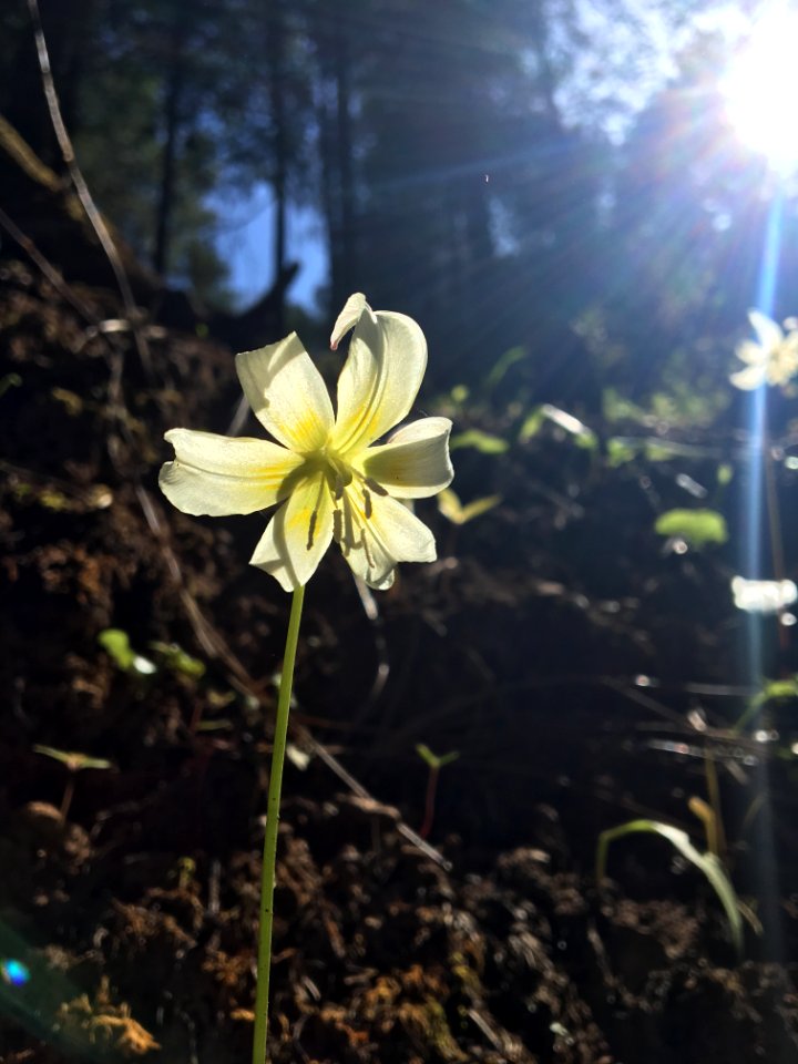 Lily after fire in Trinity County in the Redding Field Office