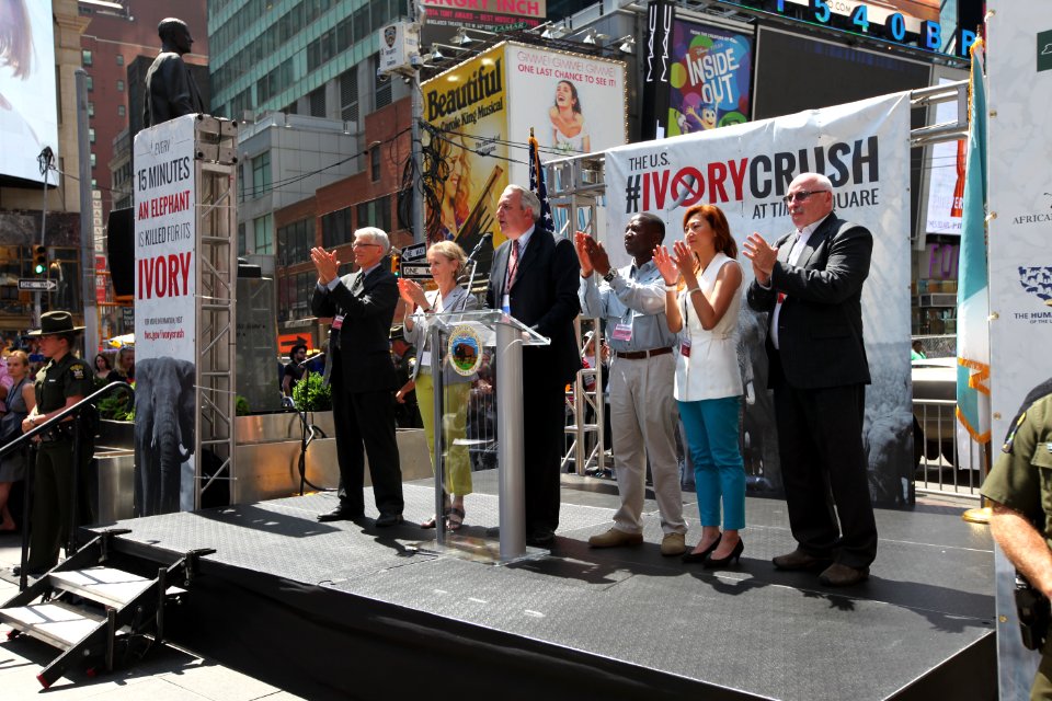 New York Ivory Crush 2015