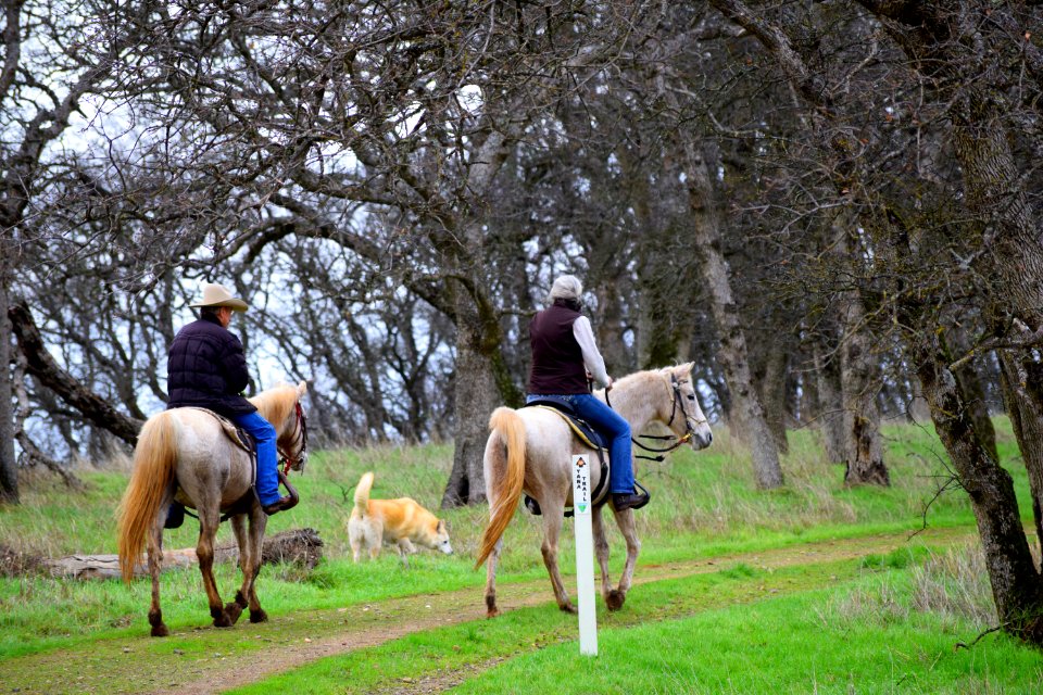 Horses in the Sacramento River Bend Outstanding Natural Area