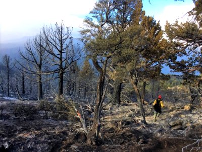 Slink Fire