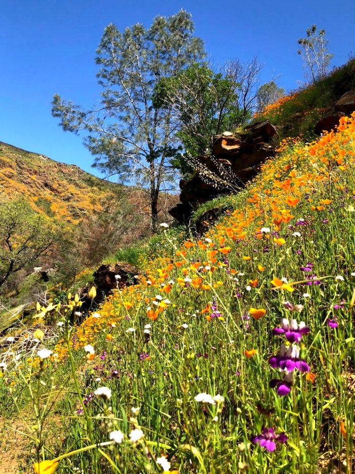 April 2018 Super Bloom along North Fork Merced