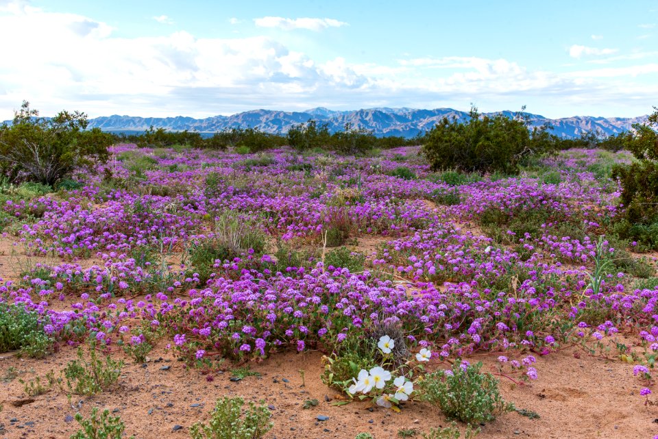 Desert Lily Sanctuary