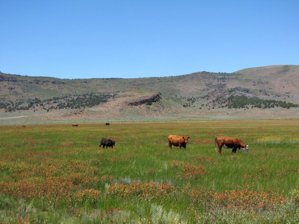 Surprise Valley Barrel Springs Back-Country Byway