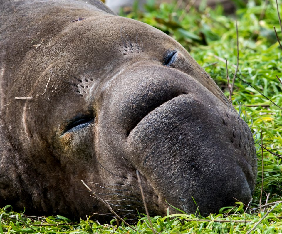 Elephant Seal in the King Range