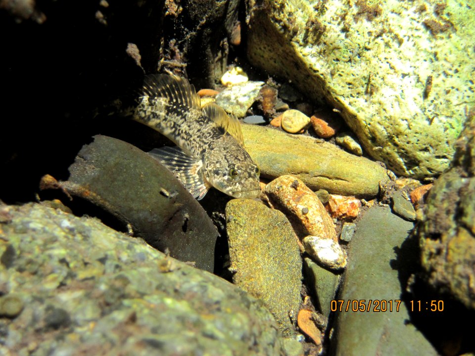 Riffle Sculpin in Flat Creek in Redding Field Office