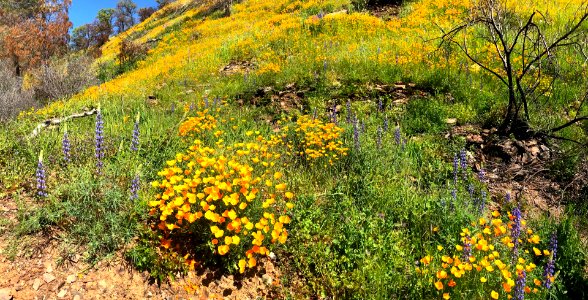 April 2018 Super Bloom along North Fork Merced