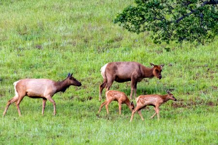 Tule Elk at Berryessa Snow Mountain National Monument photo