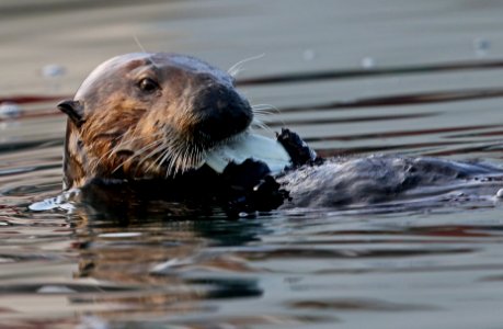 Sea Otter