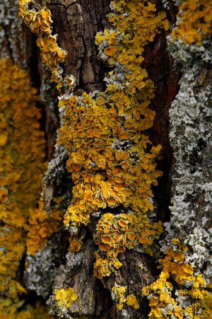 Bark log nature photo