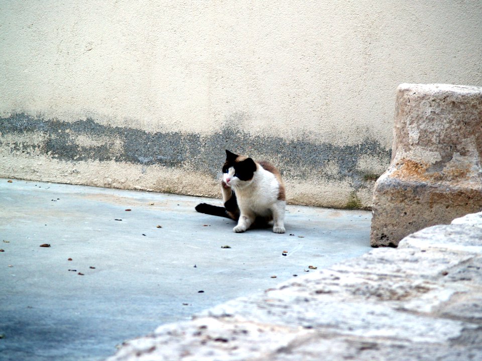 Gato en la calle de Noblejas
