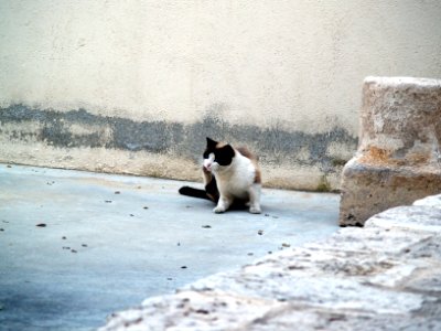 Gato en la calle de Noblejas photo