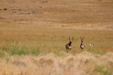 Skedaddle WSA Pronghorn