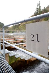 Little White Salmon Fish Hatchery