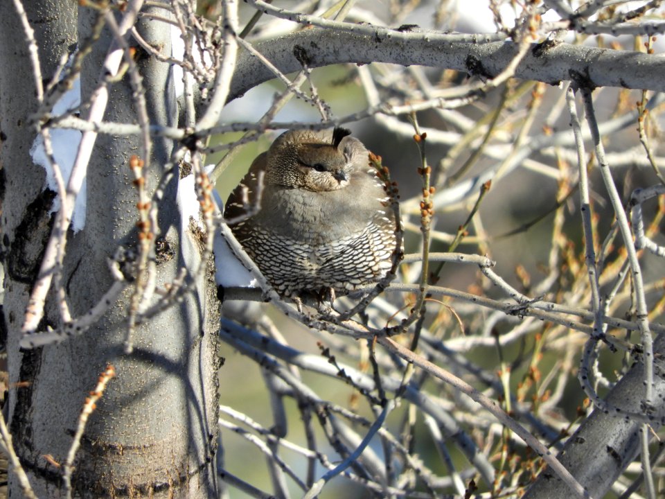 Bird in the Eagle Lake Field Office