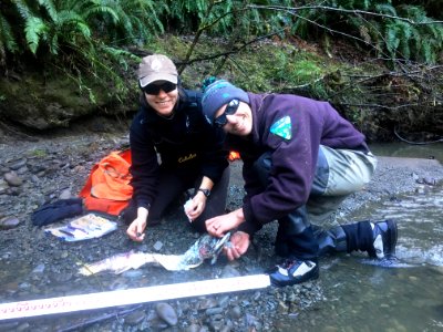 Fish Survey in Arcata Field Office
