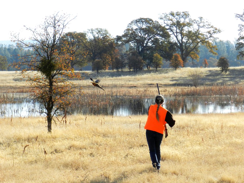 A Hunting Tradition, the Sacramento River Bend Annual Pheasant Hunt