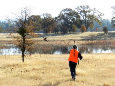 A Hunting Tradition, the Sacramento River Bend Annual Pheasant Hunt