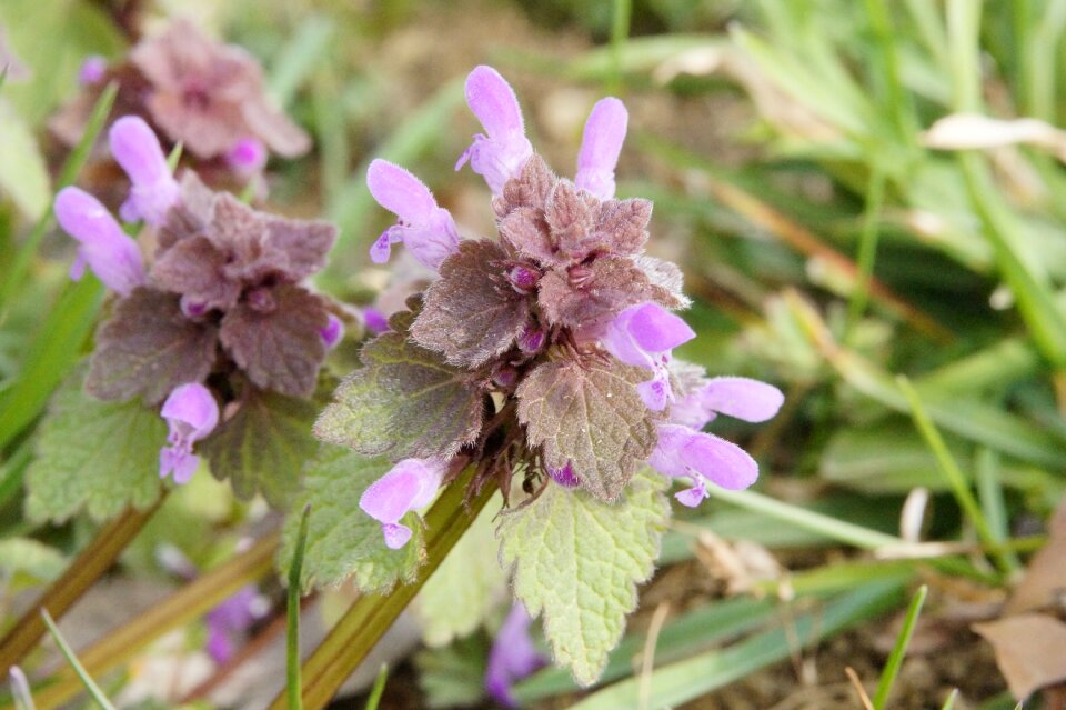 Nature flowers plant