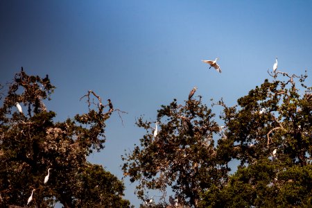 Rookery photo