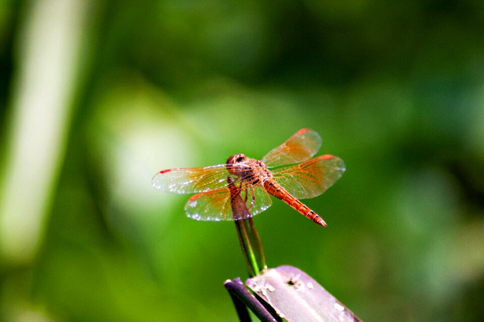 Insects dragonfly Free photos