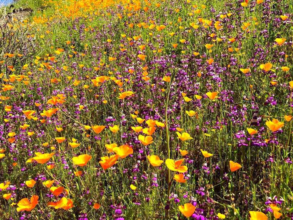 April 2018 Super Bloom along North Fork Merced