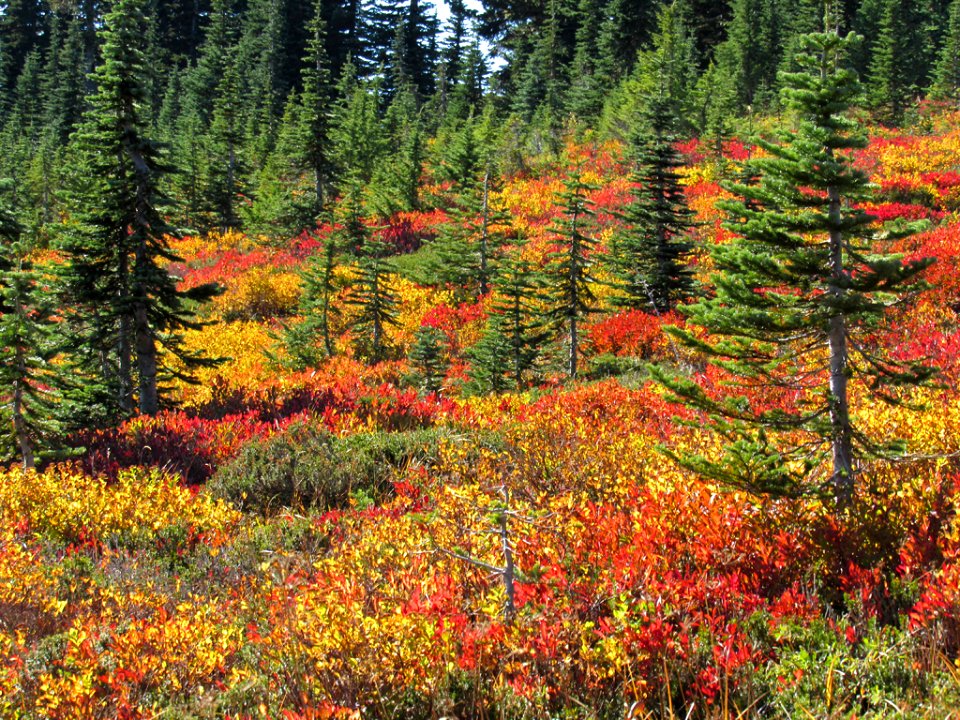 Autumn at Skyline Trail at Mt. Rainier NP in WA