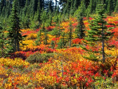 Autumn at Skyline Trail at Mt. Rainier NP in WA