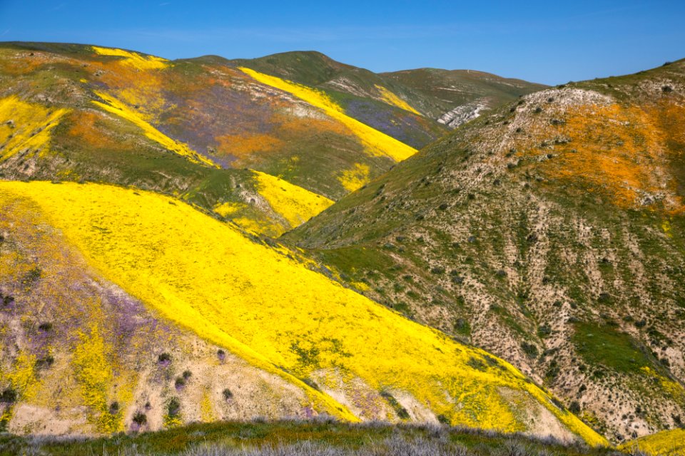 Super Bloom 2017 at Carrizo Plain National Monument