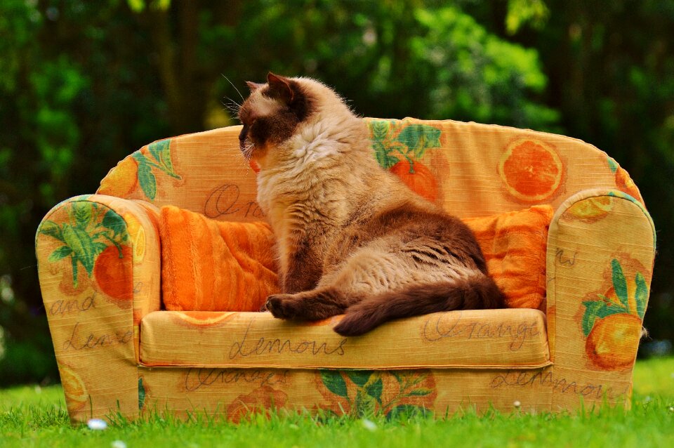 British shorthair thoroughbred fur