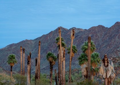 Corn Springs Campground