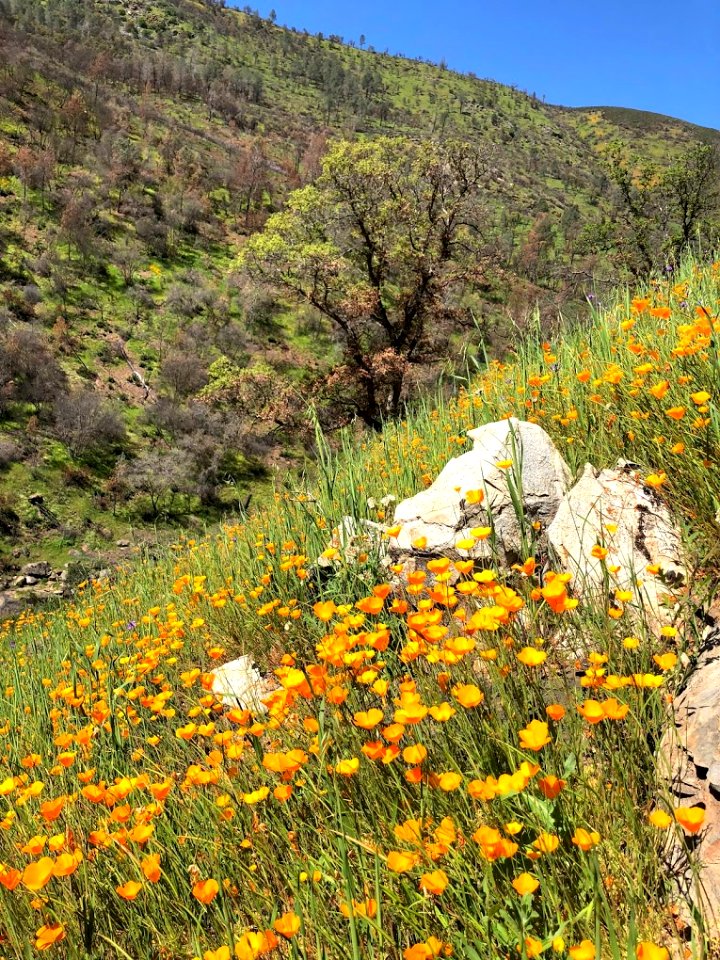April 2018 Super Bloom along North Fork Merced