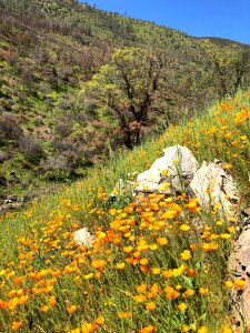 April 2018 Super Bloom along North Fork Merced