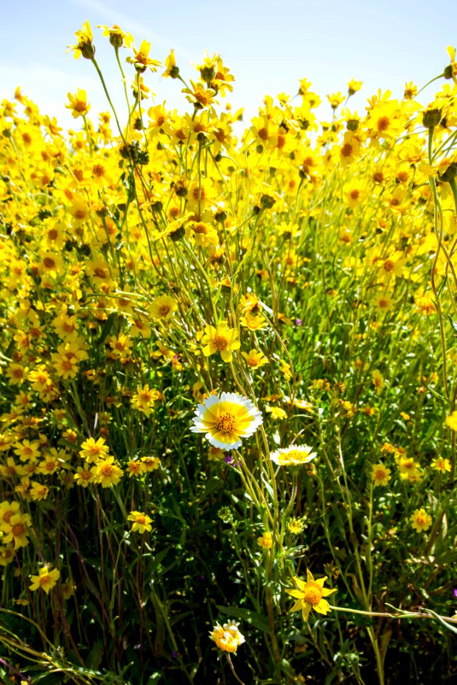 A Splash of Yellow by Diana Lustig