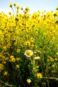 A Splash of Yellow by Diana Lustig