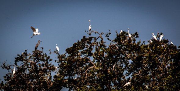 Rookery photo