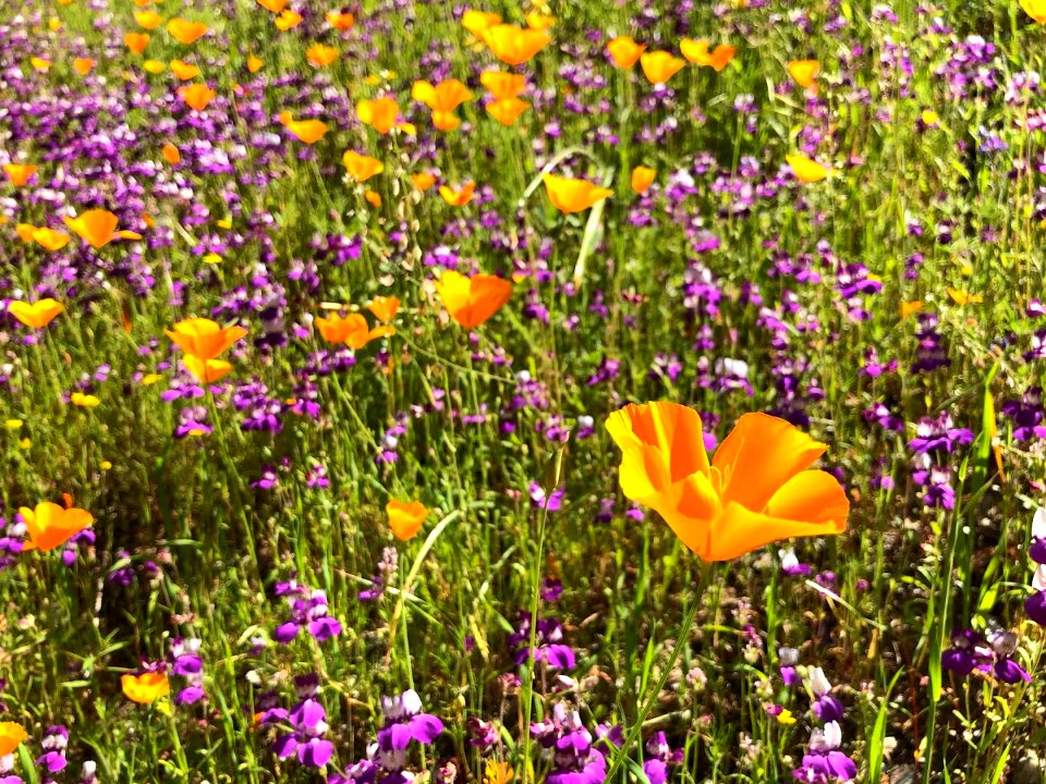 April 2018 Super Bloom along North Fork Merced