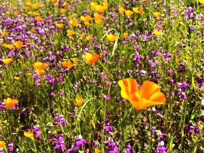 April 2018 Super Bloom along North Fork Merced