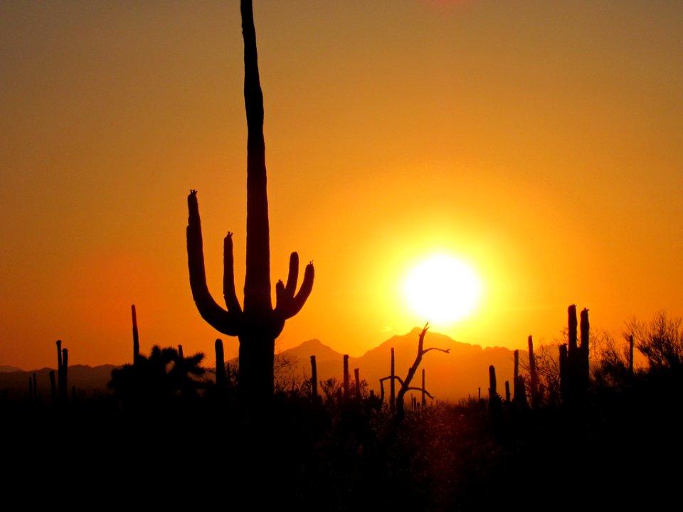 Saguaro NP in Arizona
