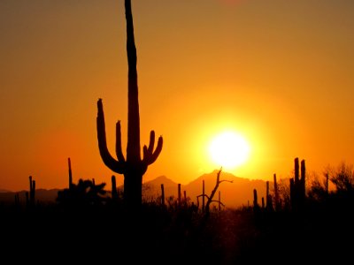 Saguaro NP in Arizona