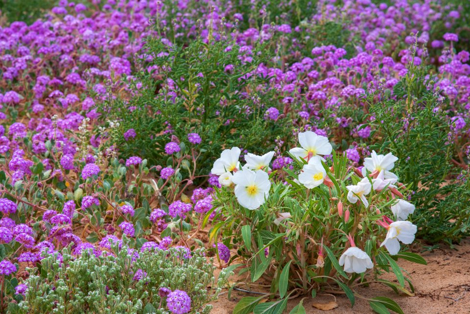 Desert Lily Sanctuary