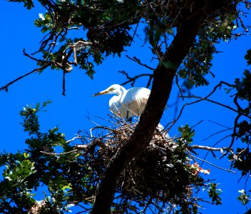 Rookery photo