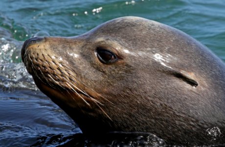 Sea Lion