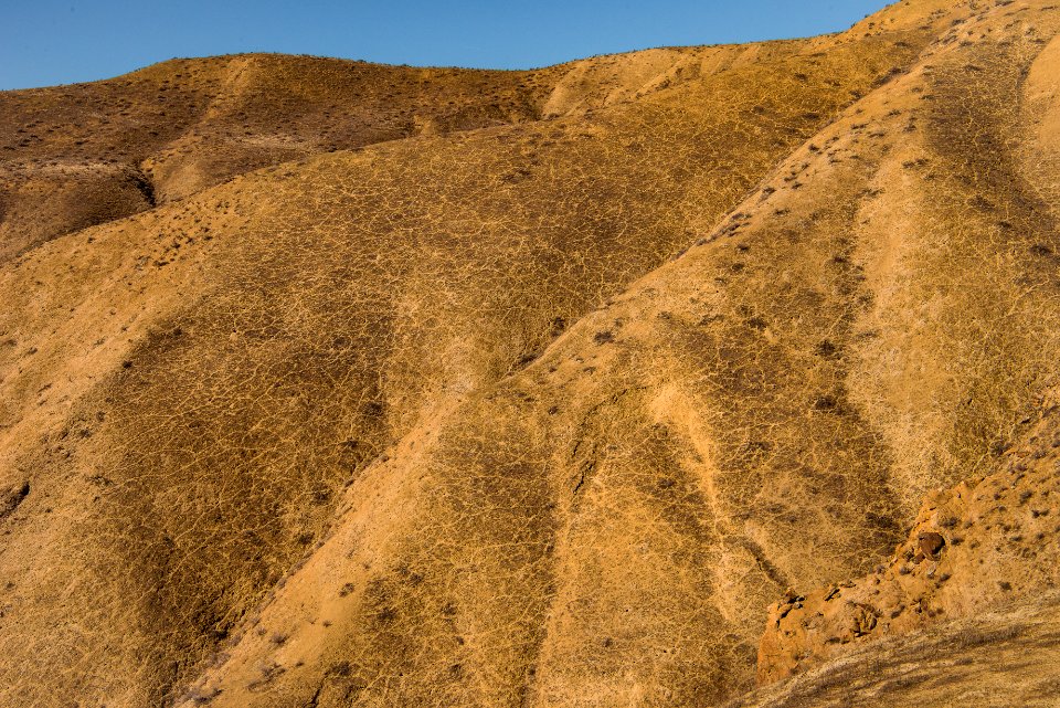 Panoche Hills Animal Trails