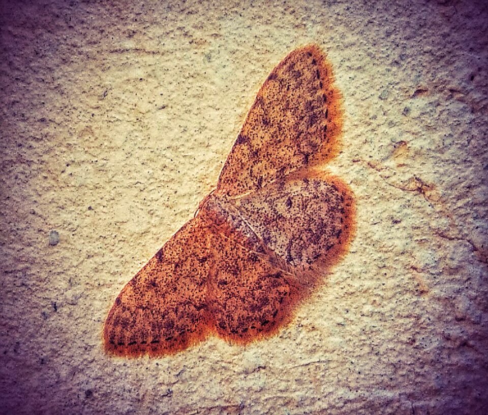 Wall butterfly texture