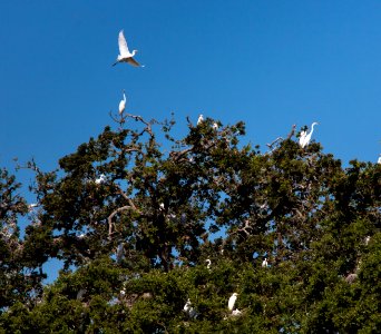 Rookery photo