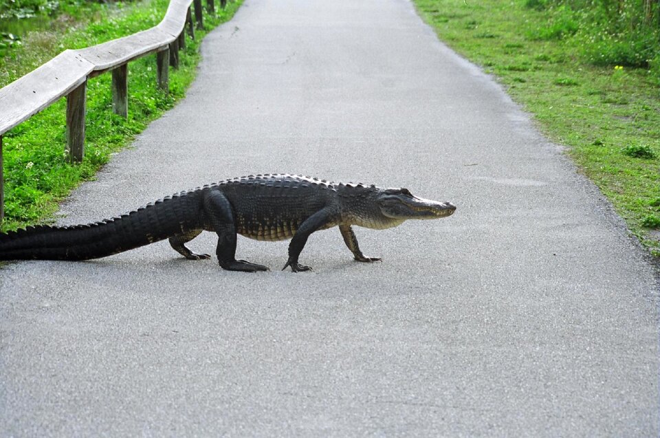 Predator wildlife nature