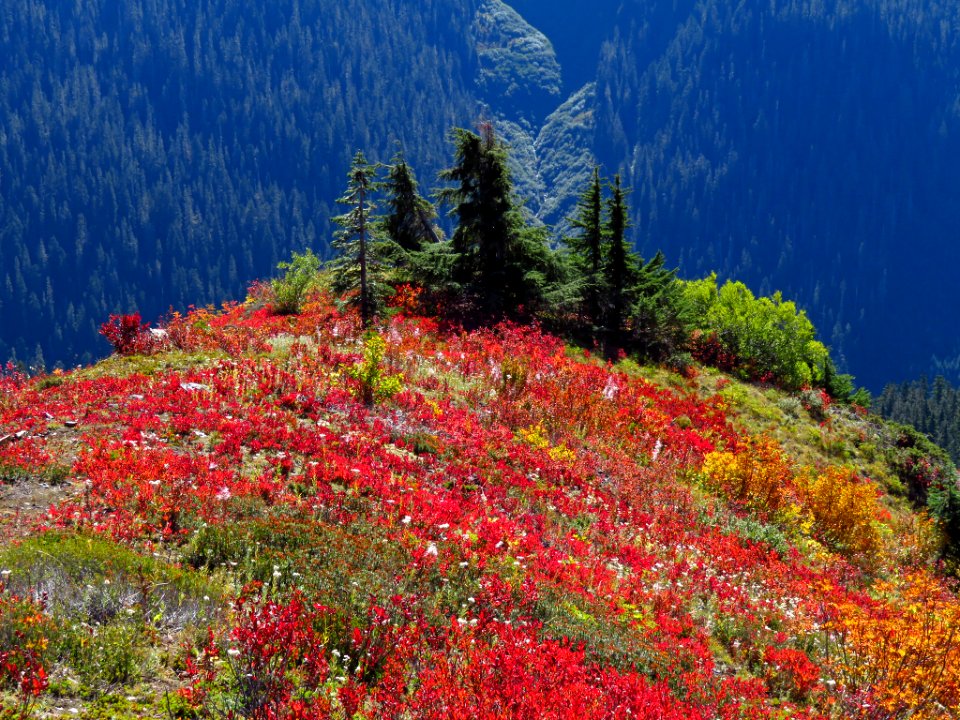 Autumn at Yellow Aster Butte in WA