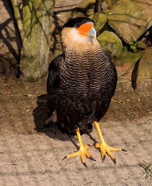 Bill portrait plumage photo