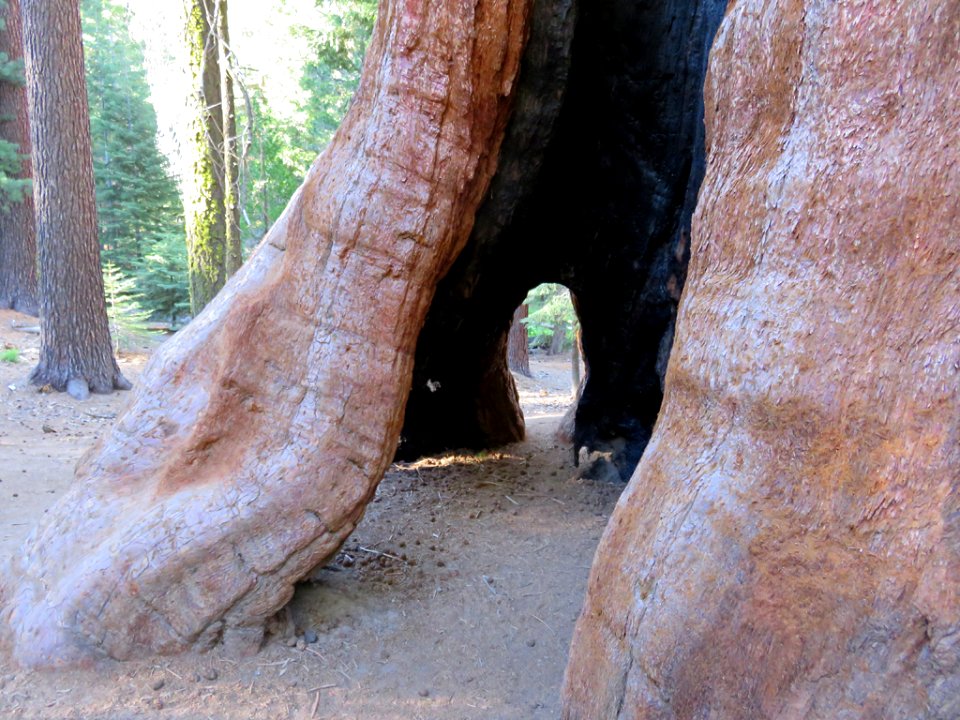 Trail Of 100 Giants at Sequoia NF in CA